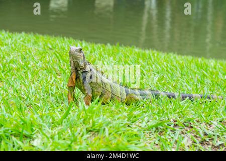 Südamerikanischer weiblicher grüner Leguan, wandern auf dem Gras, im Hintergrund ein großer See. Stockfoto