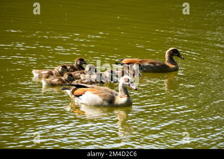 Ägyptische Gänse mit Küken, die auf einem See schwimmen. Wildvögel in der Natur. Alopochen aegyptiaca. Stockfoto