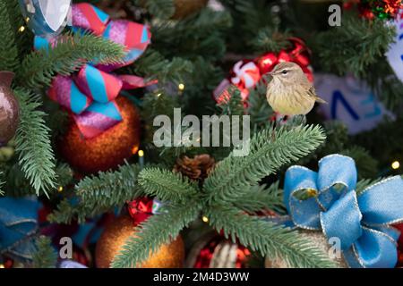 Im Christmas Tree Enchanted Forest bei Victory Pointe in Clermont, Florida, sitzt ein Palmenkühner auf einem Weihnachtsbaum. Stockfoto