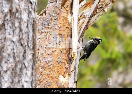Ein schöner, männlicher, dreizehiger Specht, der in einem finnischen Wald in der Nähe von Kuusamo auf einen Kiefernstumpf klettert Stockfoto