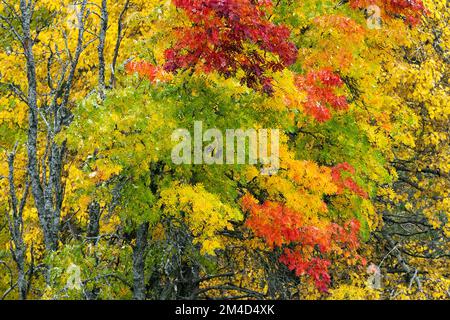 Verschiedene lebendige und farbenfrohe Rowan-Blätter während der Herbstlaub in der Nähe von Kuusamo, Nordfinnland Stockfoto