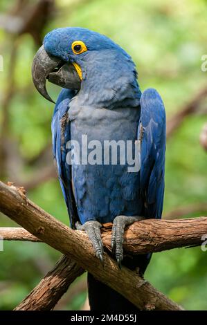 Ein Hyazinthen-Ara (Anodorhynchus hyacinthinus) im Zoo von Nashville, Tennessee. Stockfoto