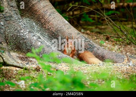 Red Eichhörnchen an der Futterstation in Schottland Stockfoto