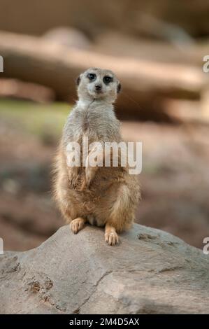 Ein Erdmännchen (Suricata suricatta), der im Zoo von Nashville, Tennessee, als Wachposten steht. Stockfoto