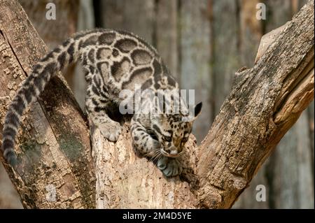 Ein wolkiges Leopardenjunge (Neofelis nebulosa) im Nashville, Tennessee Zoo. Geboren im Rahmen eines Zuchtprogramms für Gefangene Stockfoto