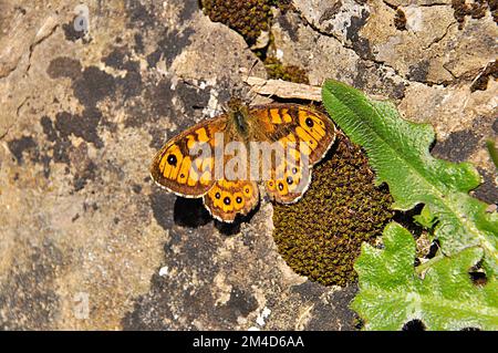 Wall Brown Butterfly „Lasiommata megera“ am Kalksteinhang von Brean Down in Somerset. Stockfoto