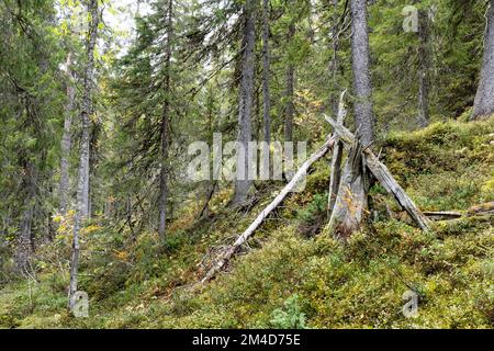 Ein alter Wald, der auf einem Hügel in Närängänvaara in der Nähe von Kuusamo, Nordfinnland wächst Stockfoto