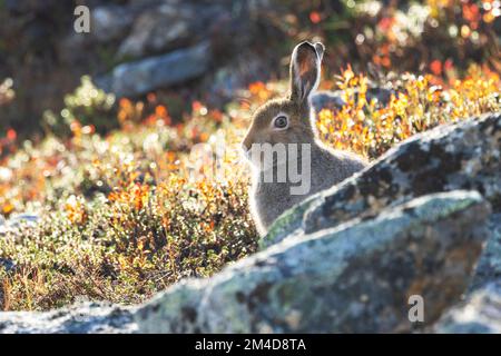 Nahaufnahme eines Berghasen, Lepus timidus hinter einigen Felsen im herbstlichen Urho Kekkonen-Nationalpark, Nordfinnland Stockfoto