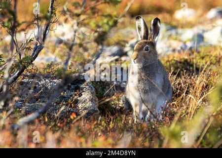 Berghasen stehen auf einem Herbsthügel im Urho Kekkonen-Nationalpark, Nordfinnland Stockfoto