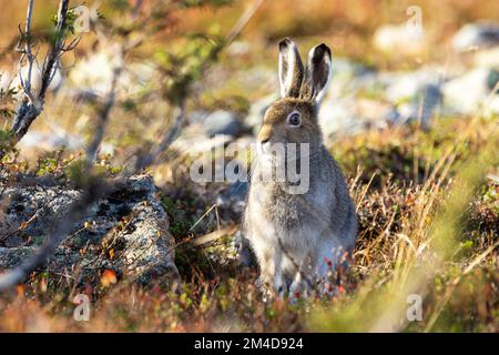 Berghasen stehen auf einem Herbsthügel im Urho Kekkonen-Nationalpark, Nordfinnland Stockfoto