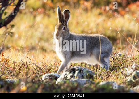 Berghasenwanderung an einem sonnigen Herbstmorgen im Urho Kekkonen-Nationalpark in Nordfinnland Stockfoto