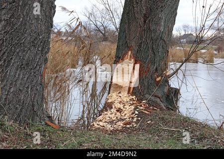 Baum von Bibern genagt. Beschädigter Baum mit Tieren Zahnspuren in der Nähe des Flusses Stockfoto