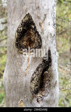 Alte Brandspuren auf einem toten Pinienstamm im Oulanka-Nationalpark in Nordfinnland Stockfoto