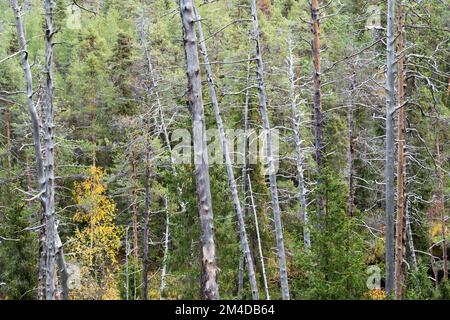 Ein alter Nadelwald mit vielen toten Pinien im Oulanka-Nationalpark in Nordfinnland Stockfoto