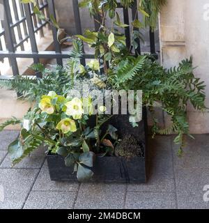 Grüner Helleborus, mit Farn und Efeu in einem Holztopf als Straßendekoration zu Weihnachten Stockfoto