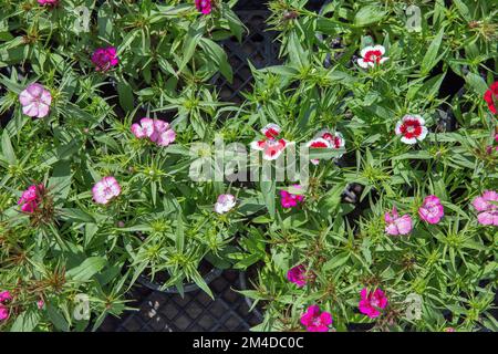 Frisches Rosa. Rote, weiße Nelkenblumen in Pflanzentöpfen in der Schließung des Gartenzentrums. Stockfoto