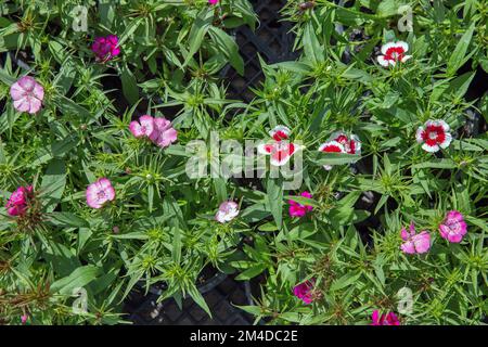 Frisches Rosa. Rote, weiße Nelkenblumen in Pflanzentöpfen in der Schließung des Gartenzentrums. Stockfoto