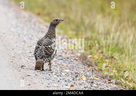 Ein wachsames weibliches Kapuzinermädchen aus dem Westen, das an einem Herbsttag in der Nähe von Kuusamo, Nordfinnland, auf einer Schotterstraße steht Stockfoto