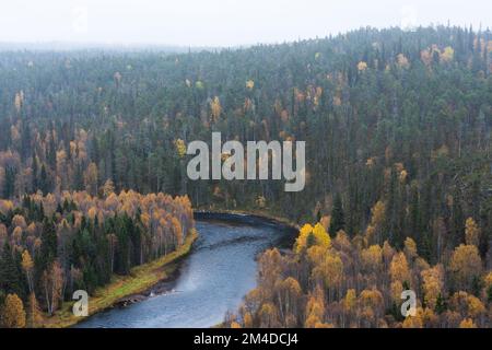 Blick auf den Fluss Kitka (Kitkajoki) und farbenfrohen Wald während eines nebligen Herbsttags im Oulanka-Nationalpark in Nordfinnland Stockfoto
