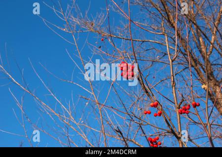 Im Spätherbst auf einem Zweig rote Aschevorkommen. Rote Rowan-Beeren vor blauem Himmel. Lateinische Bezeichnung Sorbus aucuparia L. Stockfoto
