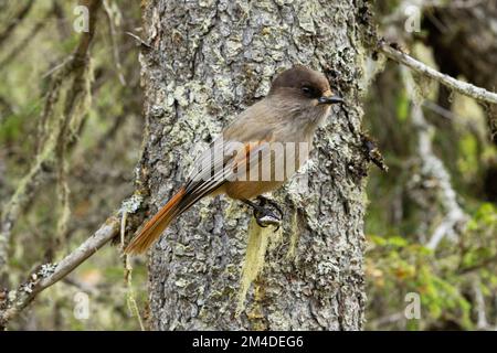 Nahaufnahme eines Nordvogels des Sibirischen jay hoch oben auf einem Fichtenzweig im Wald Valtavaara bei Kuusamo, Finnland Stockfoto