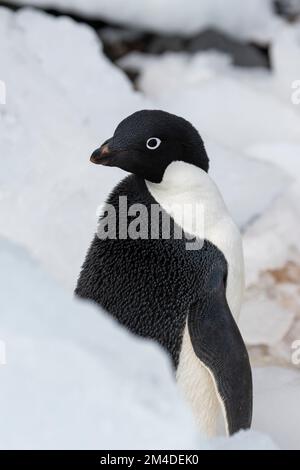 Antarktis, Vega-Insel, auch bekannt als Teufelsinsel. Adelie-Pinguin (WILD: Pygoscelis adeliae) im Eis. Stockfoto
