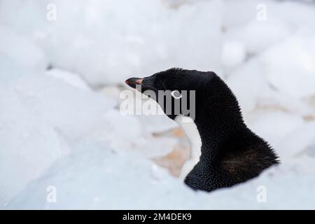 Antarktis, Vega-Insel, auch bekannt als Teufelsinsel. Adelie-Pinguin (WILD: Pygoscelis adeliae) im Eis. Stockfoto