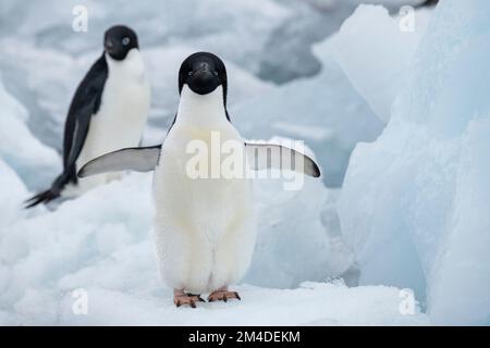 Antarktis, Vega-Insel, auch bekannt als Teufelsinsel. Adelie-Pinguin (WILD: Pygoscelis adeliae) Stockfoto