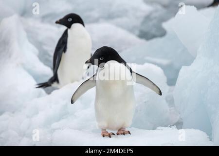 Antarktis, Vega-Insel, auch bekannt als Teufelsinsel. Adelie-Pinguin (WILD: Pygoscelis adeliae) Stockfoto