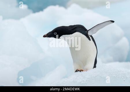 Antarktis, Vega-Insel, auch bekannt als Teufelsinsel. Adelie-Pinguin (WILD: Pygoscelis adeliae) in Eisberg. Stockfoto
