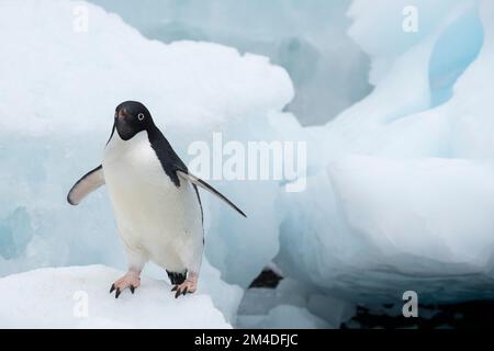 Antarktis, Vega-Insel, auch bekannt als Teufelsinsel. Adelie-Pinguin (WILD: Pygoscelis adeliae) in Eisberg. Stockfoto
