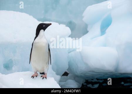 Antarktis, Vega-Insel, auch bekannt als Teufelsinsel. Adelie-Pinguin (WILD: Pygoscelis adeliae) in Eisberg. Stockfoto