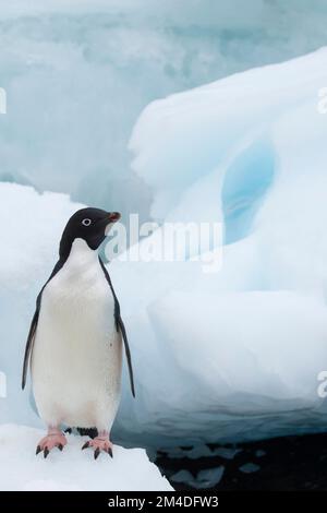 Antarktis, Vega-Insel, auch bekannt als Teufelsinsel. Adelie-Pinguin (WILD: Pygoscelis adeliae) in Eisberg. Stockfoto