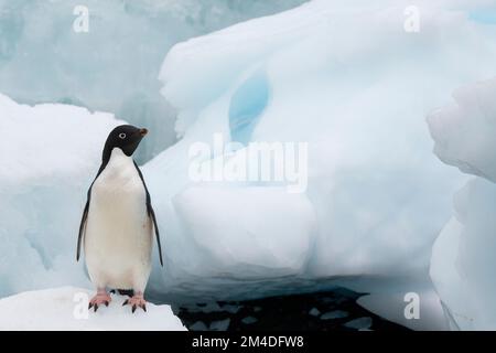 Antarktis, Vega-Insel, auch bekannt als Teufelsinsel. Adelie-Pinguin (WILD: Pygoscelis adeliae) in Eisberg. Stockfoto