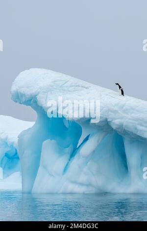 Antarktis, Vega-Insel, auch bekannt als Teufelsinsel. Adelie-Pinguine (WILD: Pygoscelis adeliae) auf blauem Eisberg. Stockfoto