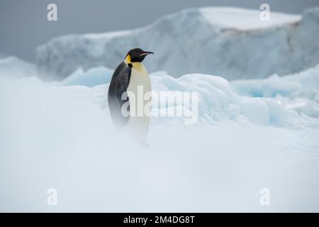 Antarktis, Weddell-Meer. Der Kaiserpinguin (Aptenodytes fohei) auf dem Eisberg. Stockfoto
