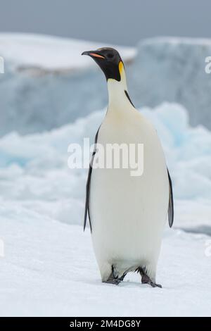 Antarktis, Weddell-Meer. Der Kaiserpinguin (Aptenodytes fohei) auf dem Eisberg. Stockfoto