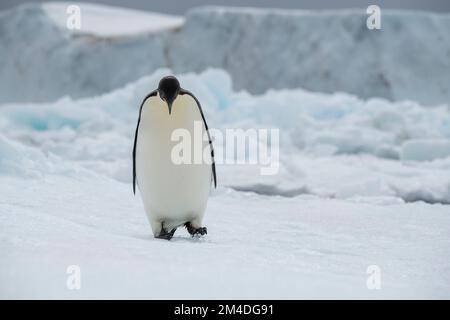 Antarktis, Weddell-Meer. Der Kaiserpinguin (Aptenodytes fohei) auf dem Eisberg. Stockfoto