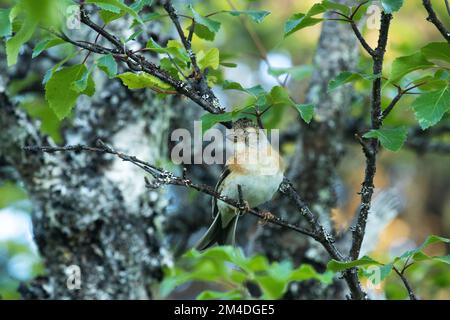 Ein weibliches Brambling, hoch oben in einem sommerlichen Riisitunturi-Nationalpark, Nordfinnland Stockfoto