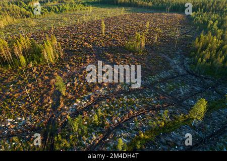 Eine Antenne aus einem mineralisierten, klaren Bereich mit einigen stehenden Bäumen im sommerlichen Nordfinnland Stockfoto