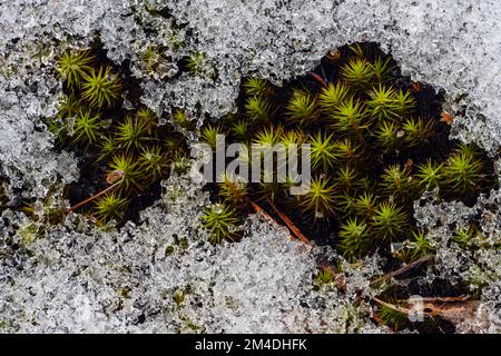 Schmelzender Schnee, Haircap Moos (Polytrichum commune) Betten im Frühling, Greater Sudbury, Ontario, Kanada Stockfoto