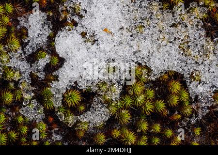 Schmelzender Schnee, Haircap Moos (Polytrichum commune) Betten im Frühling, Greater Sudbury, Ontario, Kanada Stockfoto