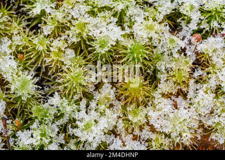 Schneestaub auf Haircap Moss (Polytrichum commune), Greater Sudbury, Ontario, Kanada Stockfoto