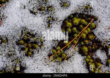 Schmelzender Schnee, Haircap Moos (Polytrichum commune) Betten im Frühling, Greater Sudbury, Ontario, Kanada Stockfoto