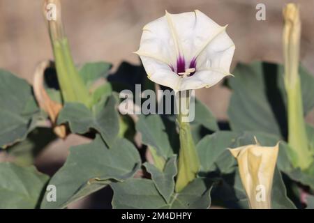 Weiße blühende axilläre solitäre Blüte von Daturaverfärbung, Solanaceae, einheimisches einokliniges Jahreskraut in der Borrego-Valley-Wüste, Herbst. Stockfoto