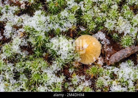 Schneestaub auf Haircap Moss (Polytrichum commune), Greater Sudbury, Ontario, Kanada Stockfoto