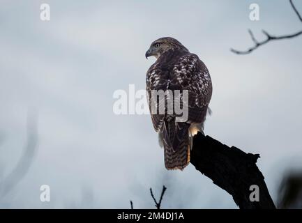 Eine Nahaufnahme eines Rotschwanz-Falken, der auf einem Baum steht und nach vorne blickt Stockfoto