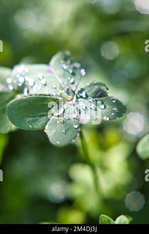 Clown- und Tau-Tropfen mit geringer Schärfentiefe Stockfoto