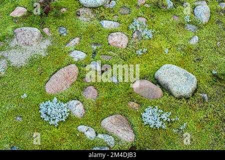 Steine, grünes Moos auf den Kiesbetten des Old Woman River, Lake Superior Provincial Park - Old Woman River, Greater Sudbury, Ontario, Kanada Stockfoto