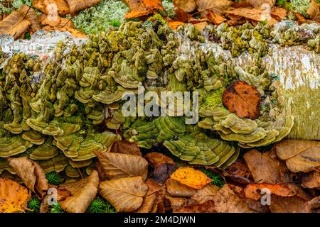 Ein gefallener Birkenholz, aufstrebende Schildkrötenpilzkappen, Lake Superior Provincial Park - Coldwater River Bay, Ontario, Kanada Stockfoto